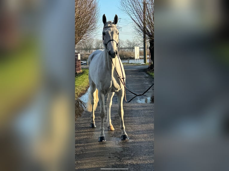 Zangersheide Castrone 6 Anni 169 cm Bianco in Maaseik