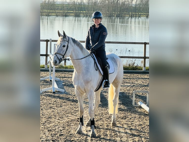 Zangersheide Castrone 6 Anni 169 cm Bianco in Maaseik