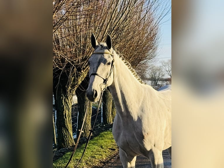 Zangersheide Castrone 6 Anni 169 cm Bianco in Maaseik