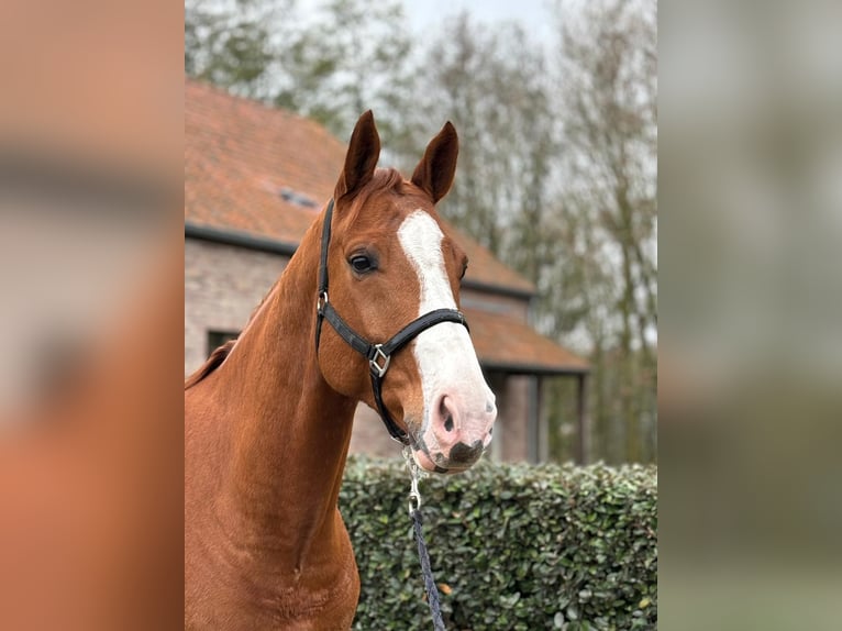 Zangersheide Castrone 6 Anni 169 cm Sauro in Wijchmaal