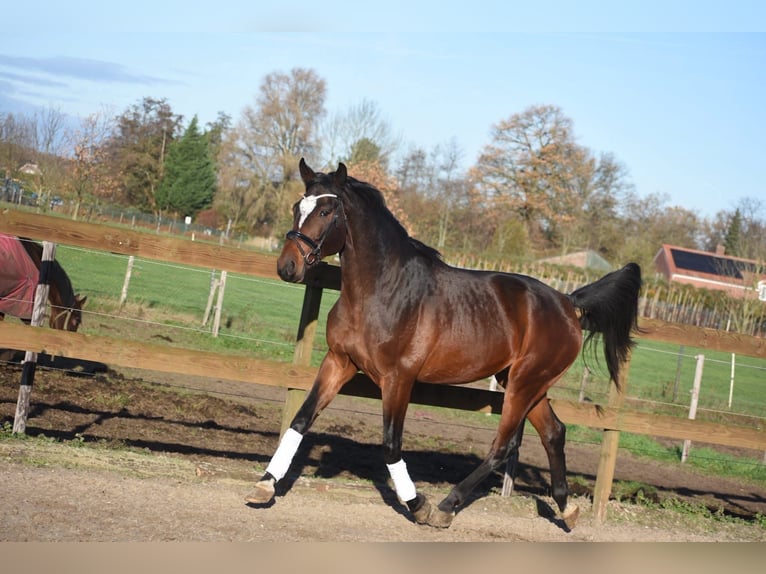 Zangersheide Castrone 6 Anni 170 cm Baio in Achtmaal