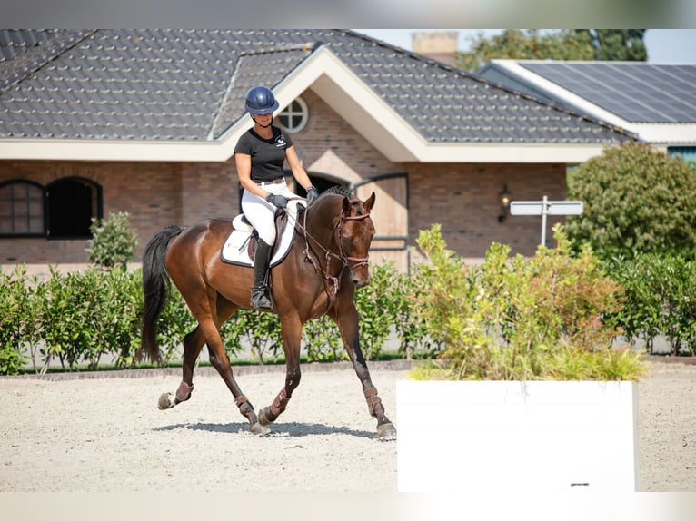 Zangersheide Castrone 6 Anni 170 cm Baio in Waddinxveen