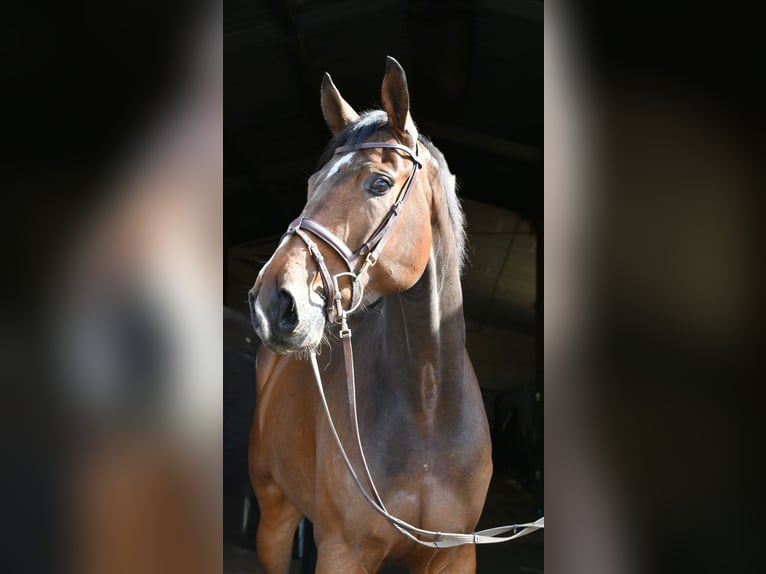 Zangersheide Castrone 6 Anni 170 cm Baio scuro in Geilenkirchen