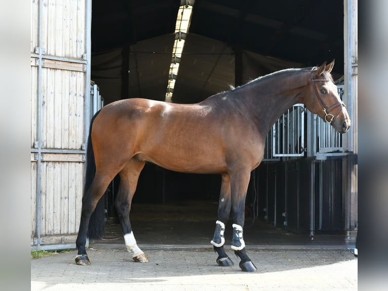 Zangersheide Castrone 6 Anni 170 cm Baio scuro in Geilenkirchen