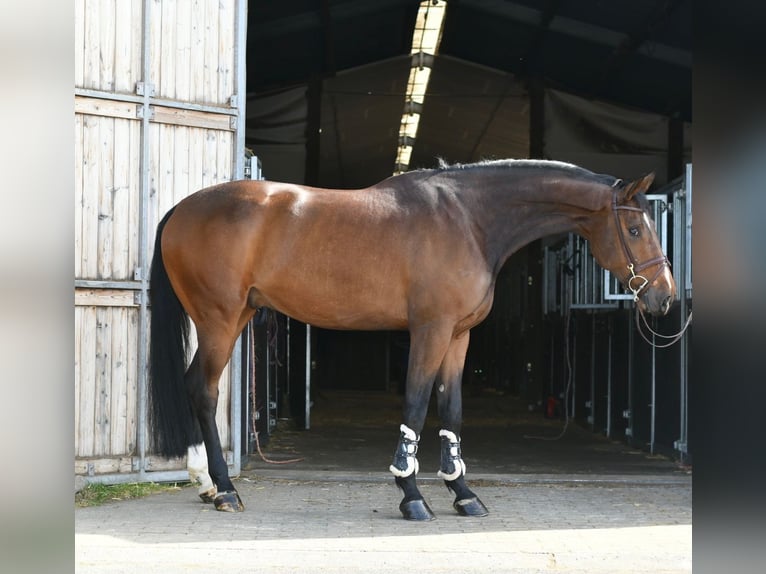 Zangersheide Castrone 6 Anni 170 cm Baio scuro in Geilenkirchen