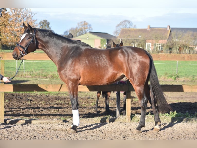 Zangersheide Castrone 6 Anni 170 cm Baio scuro in Achtmaal
