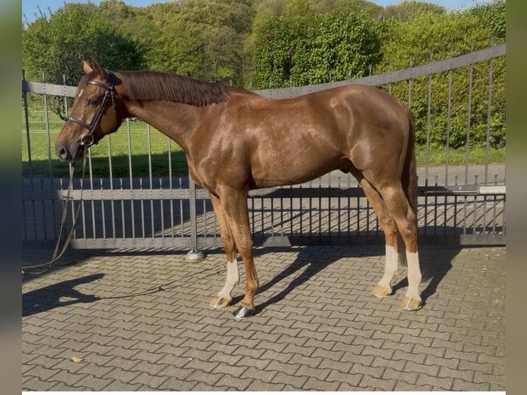 Zangersheide Castrone 6 Anni 170 cm Sauro scuro in Bergisch Gladbach