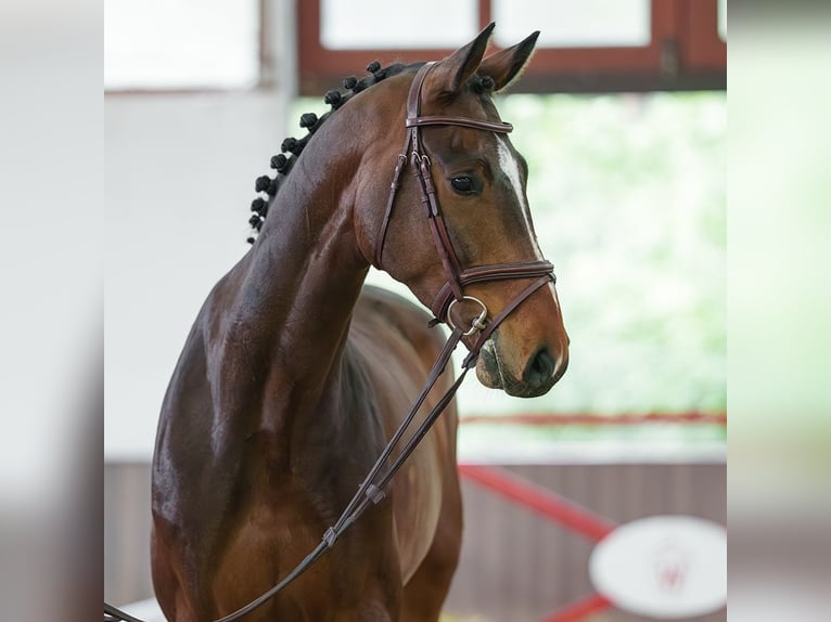 Zangersheide Castrone 6 Anni 171 cm Baio in Münster-Handorf
