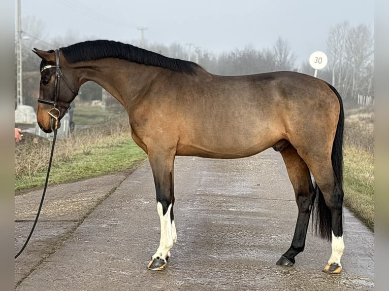 Zangersheide Castrone 6 Anni 171 cm Baio ciliegia in Szarvas
