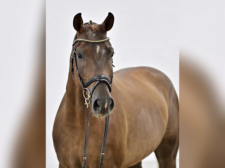 Zangersheide Castrone 6 Anni 171 cm in KRAJENKA