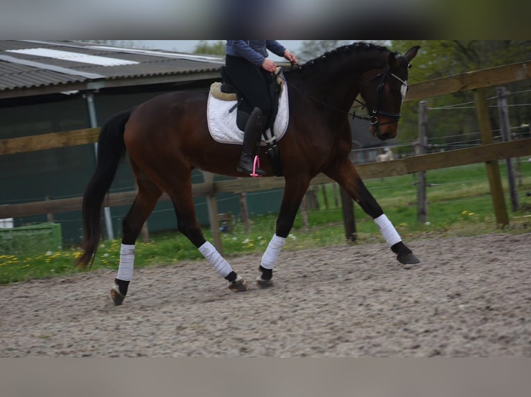 Zangersheide Castrone 6 Anni 172 cm Baio in Achtmaal