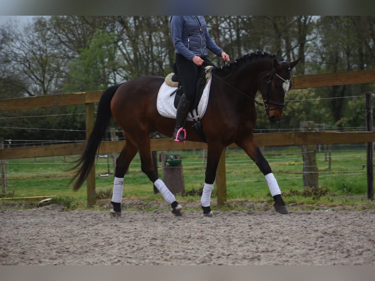 Zangersheide Castrone 6 Anni 172 cm Baio in Achtmaal