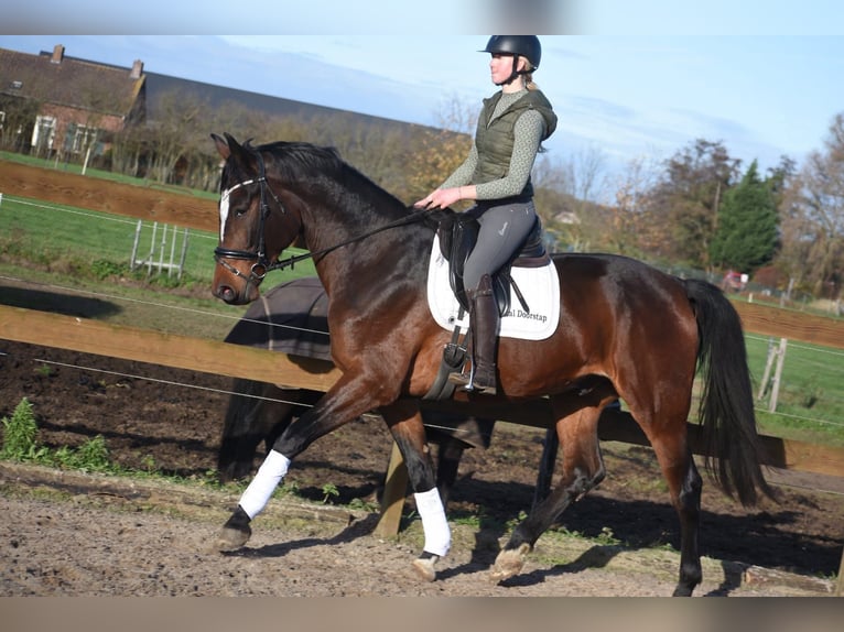 Zangersheide Castrone 6 Anni 172 cm Baio in Achtmaal