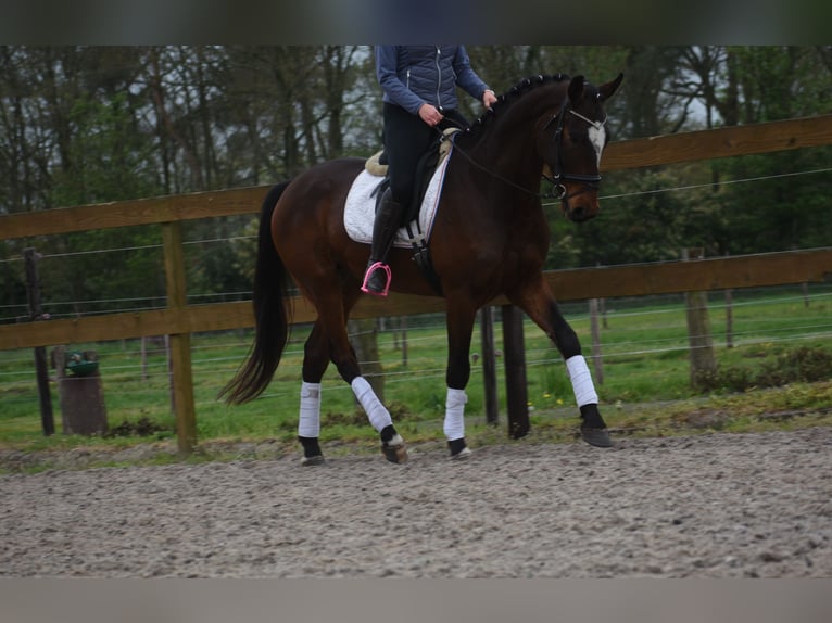 Zangersheide Castrone 6 Anni 172 cm Baio scuro in Achtmaal