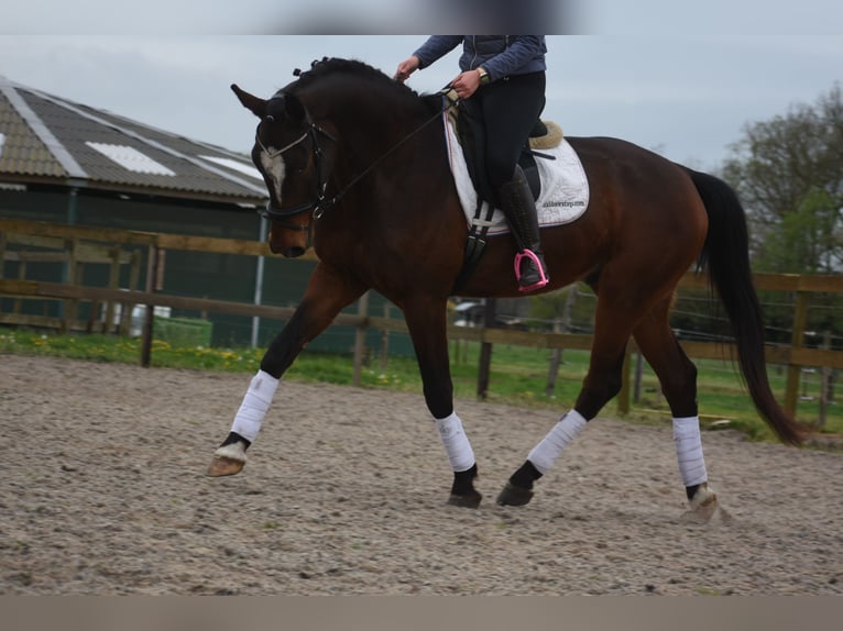 Zangersheide Castrone 6 Anni 172 cm Baio scuro in Achtmaal