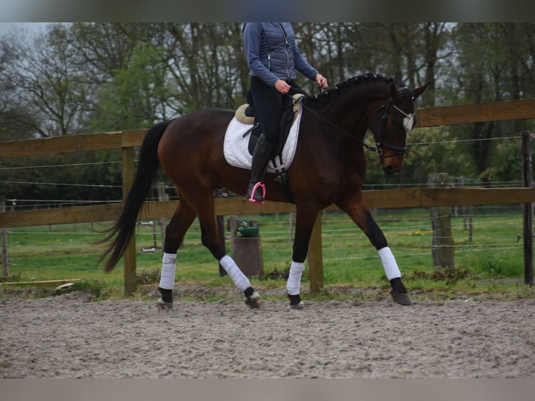 Zangersheide Castrone 6 Anni 172 cm Baio scuro in Achtmaal