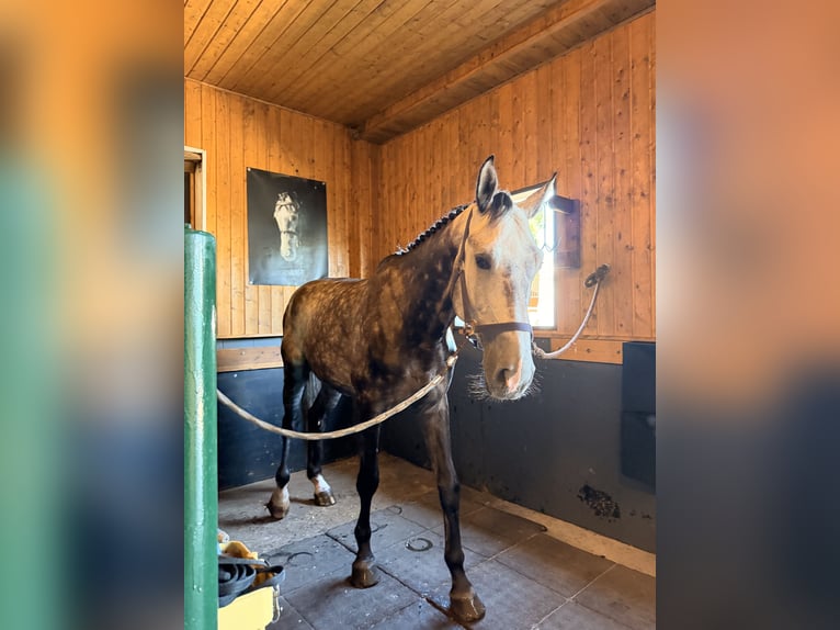 Zangersheide Castrone 6 Anni 172 cm Grigio in Steinfeld (Oldenburg)