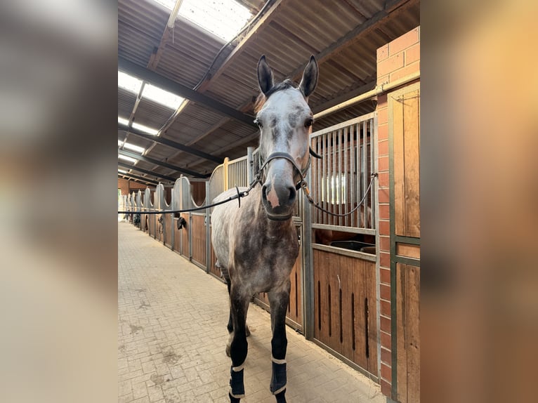 Zangersheide Castrone 6 Anni 172 cm Grigio in Steinfeld (Oldenburg)