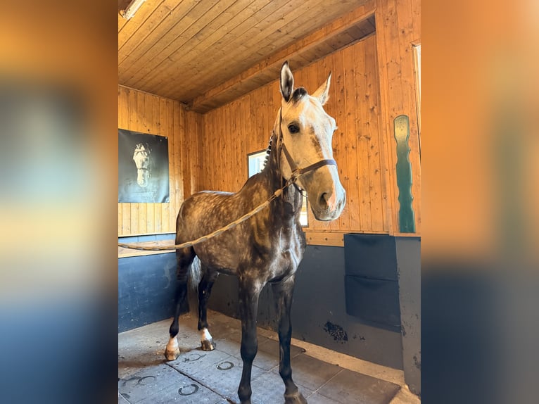 Zangersheide Castrone 6 Anni 172 cm Grigio in Steinfeld (Oldenburg)