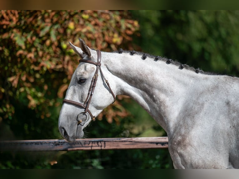 Zangersheide Castrone 6 Anni 172 cm Grigio in GROTE-BROGEL