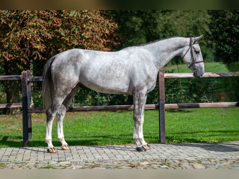 Zangersheide Castrone 6 Anni 172 cm Grigio in GROTE-BROGEL