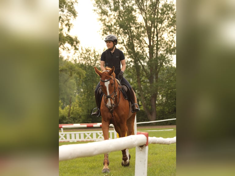 Zangersheide Castrone 6 Anni 172 cm Sauro in Peenemünde