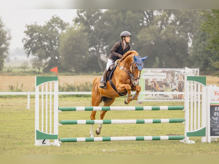 Zangersheide Castrone 6 Anni 172 cm Sauro in Peenemünde