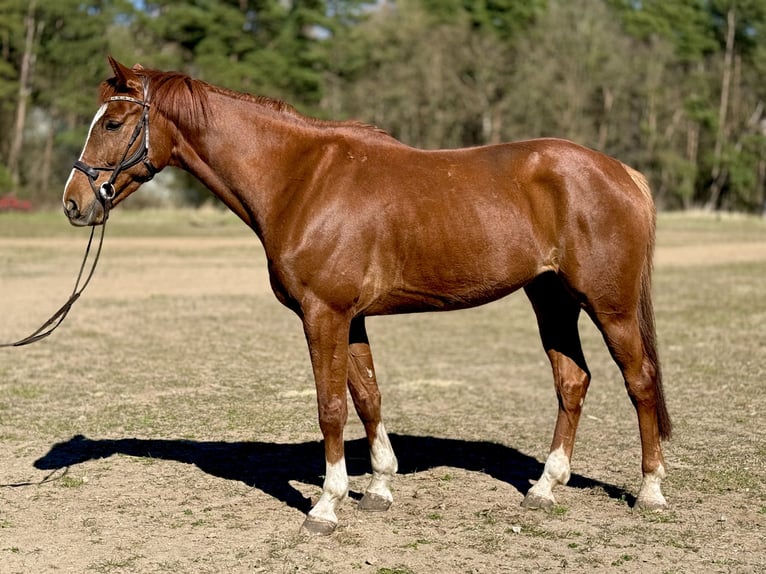 Zangersheide Castrone 6 Anni 172 cm Sauro in Grevesmühlen