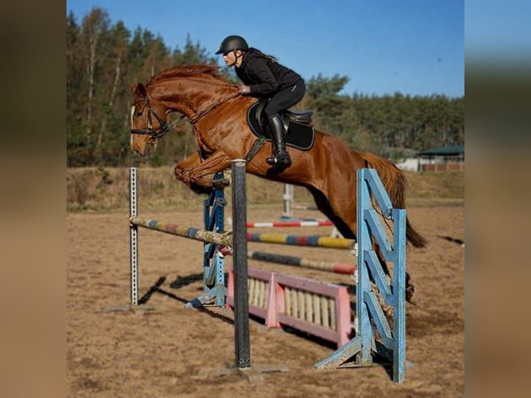 Zangersheide Castrone 6 Anni 172 cm Sauro in Grevesmühlen