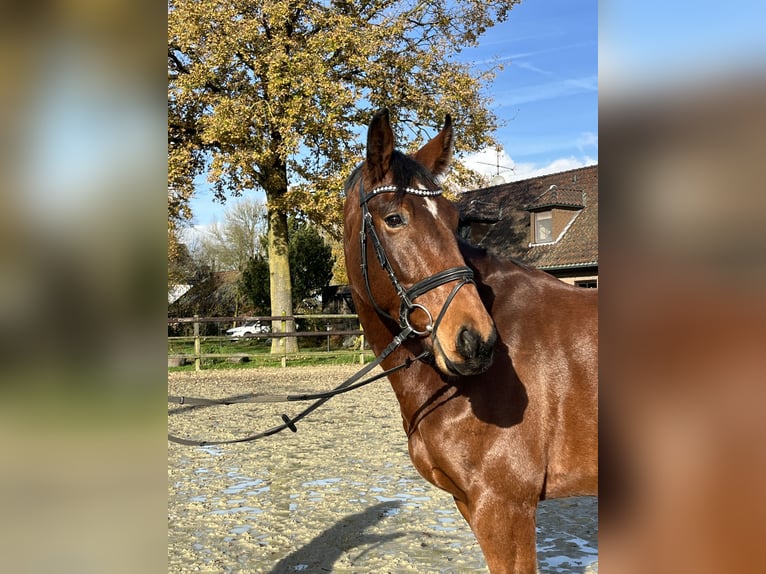 Zangersheide Castrone 6 Anni 173 cm Baio in Kevelaer