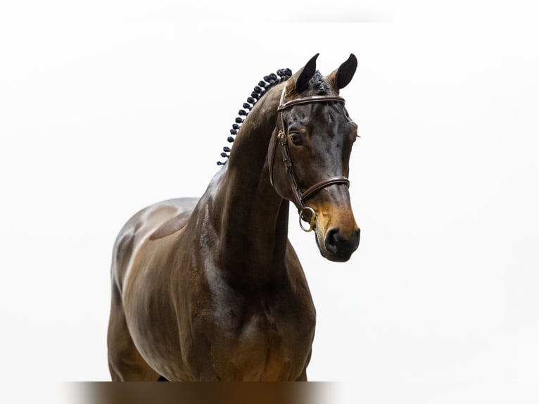 Zangersheide Castrone 6 Anni 173 cm Baio in Waddinxveen