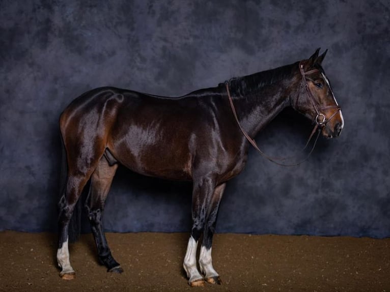 Zangersheide Castrone 6 Anni 173 cm Baio ciliegia in Aix-en-Provence