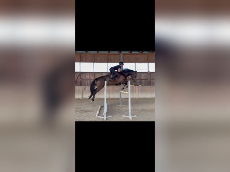 Zangersheide Castrone 6 Anni 173 cm Baio scuro in Wien, Floridsdorf