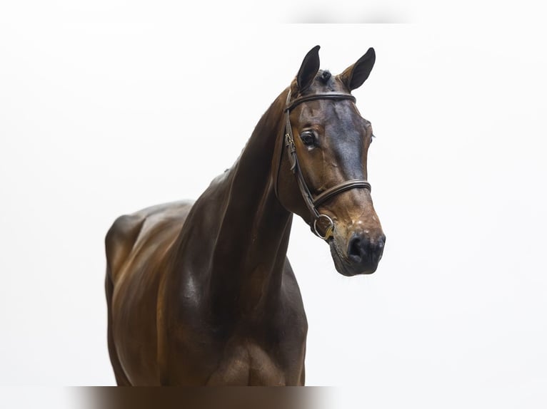 Zangersheide Castrone 6 Anni 173 cm  in Waddinxveen