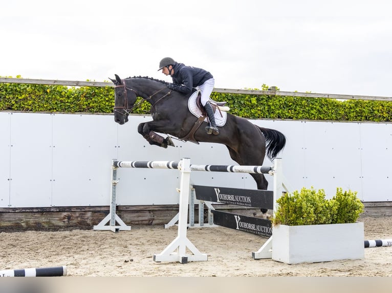 Zangersheide Castrone 6 Anni 173 cm Morello in Waddinxveen