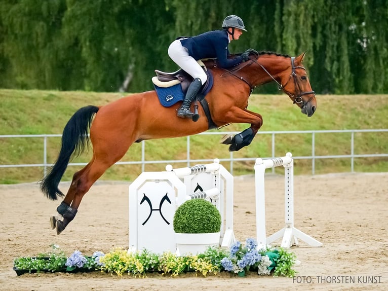 Zangersheide Castrone 6 Anni 174 cm Baio in Verden
