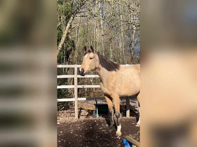 Zangersheide Castrone 6 Anni 174 cm Pelle di daino in Rudersberg
