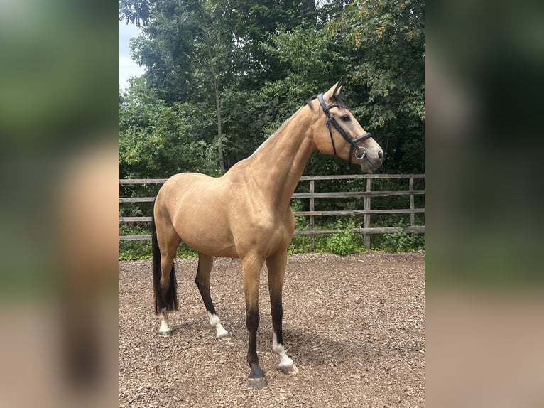 Zangersheide Castrone 6 Anni 174 cm Pelle di daino in Rudersberg