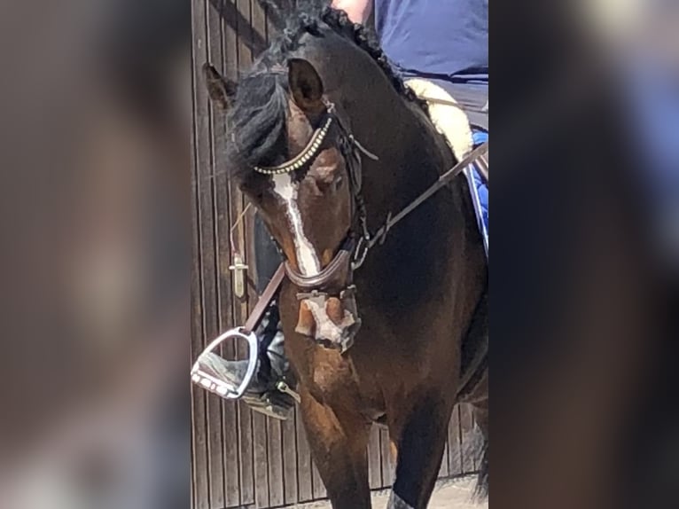 Zangersheide Castrone 6 Anni 175 cm Baio in Pfaffenhofen