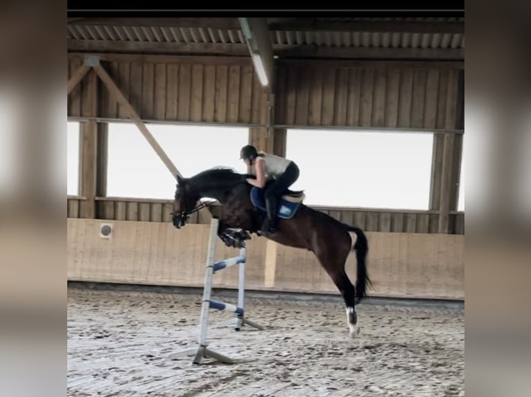 Zangersheide Castrone 6 Anni 175 cm Baio in Pfaffenhofen