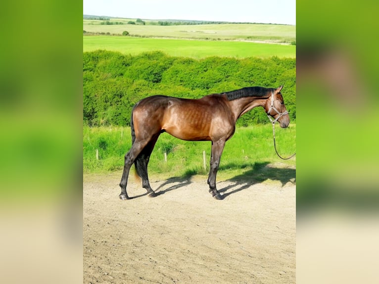 Zangersheide Castrone 6 Anni 175 cm Baio in Relegem