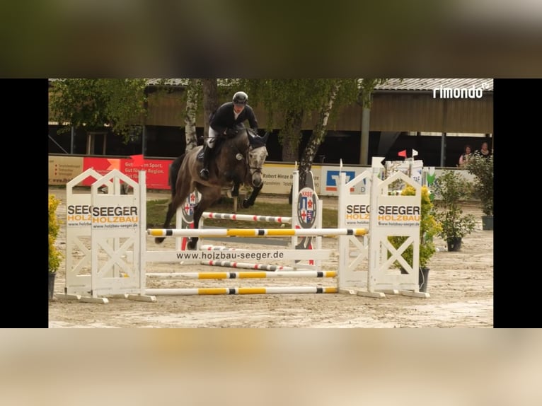 Zangersheide Castrone 6 Anni 175 cm Grigio in Viernheim