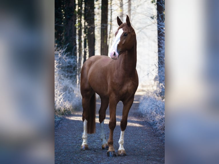 Zangersheide Castrone 6 Anni 176 cm Sauro in Schlins