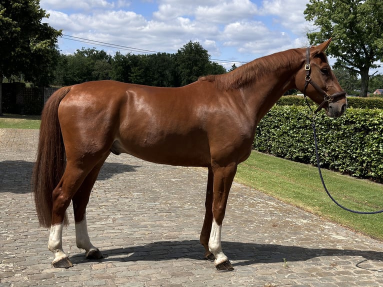 Zangersheide Castrone 6 Anni 180 cm Sauro in Hasselt