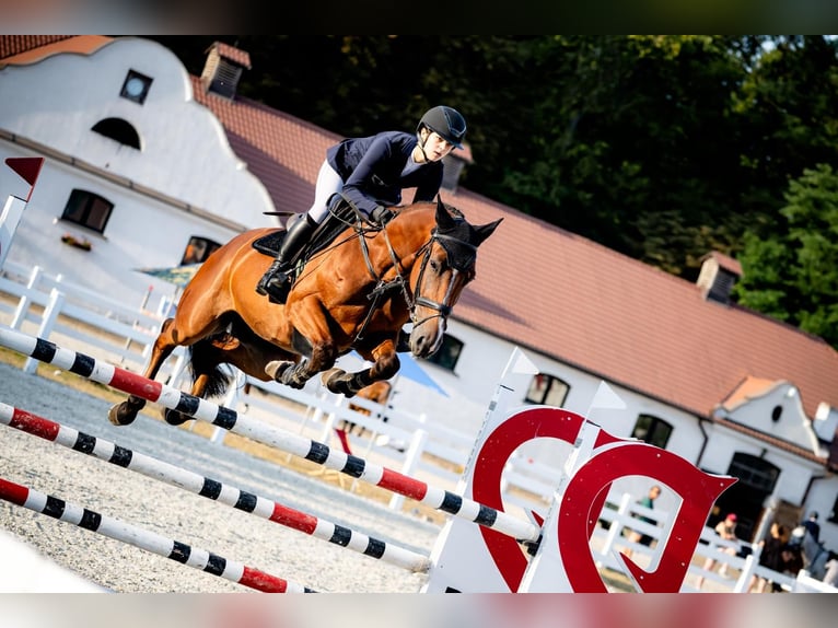 Zangersheide Castrone 6 Anni Baio ciliegia in wolbrom