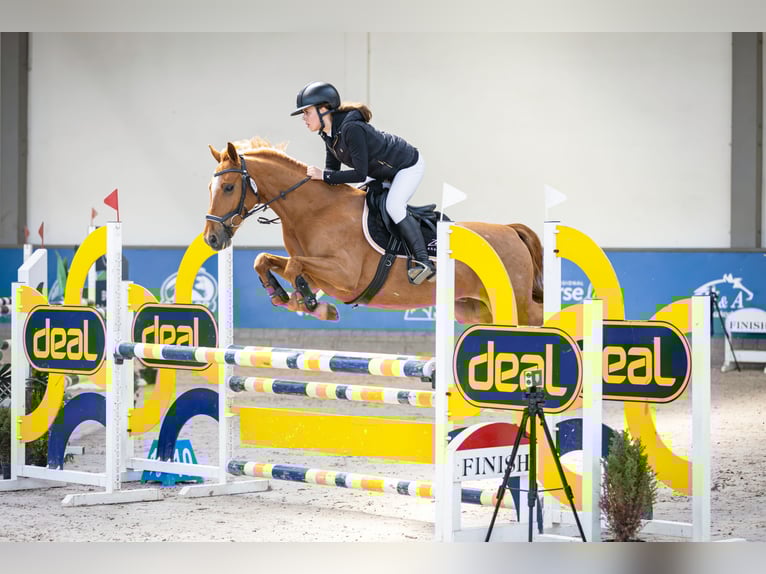 Zangersheide Castrone 7 Anni 149 cm Sauro in Gorlice