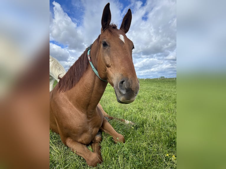 Zangersheide Castrone 7 Anni 160 cm Sauro in Erding