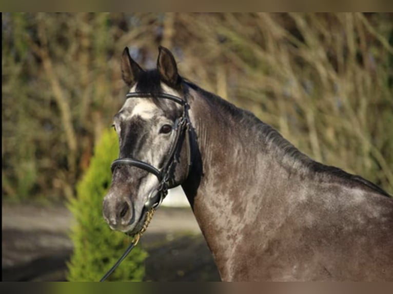 Zangersheide Castrone 7 Anni 165 cm Grigio in Bois-Guillaume