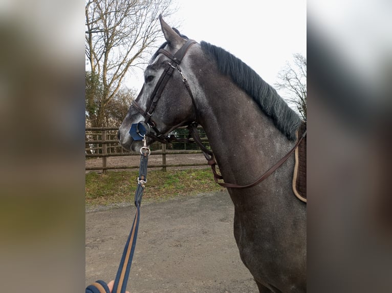 Zangersheide Castrone 7 Anni 165 cm Grigio in Bois-Guillaume