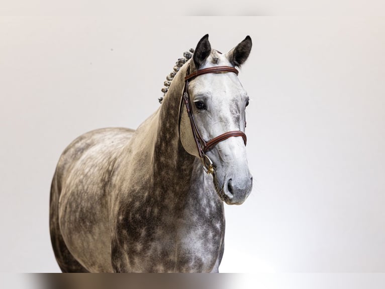 Zangersheide Castrone 7 Anni 165 cm Grigio in Waddinxveen
